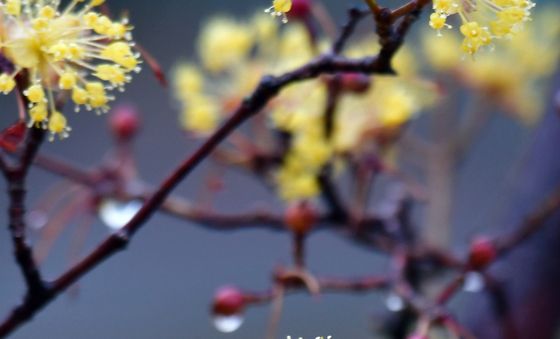 봄비 만난 산수유