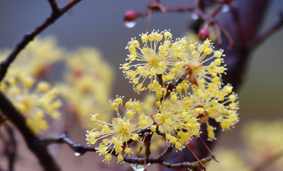 봄비와 만난 산수유