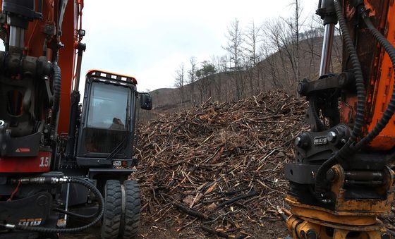 산불 피해 고사목 제거