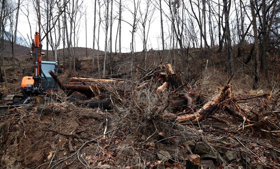 끝 없는 산불 피해 고사목 제거