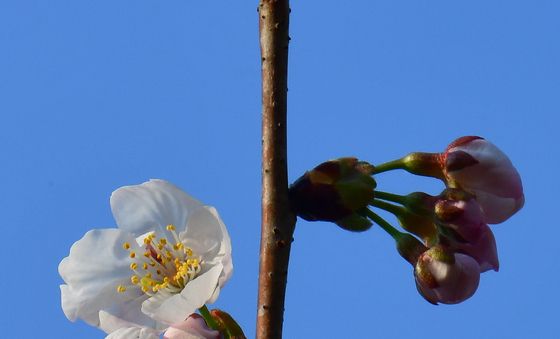 봄 소식 전하는 벚꽃