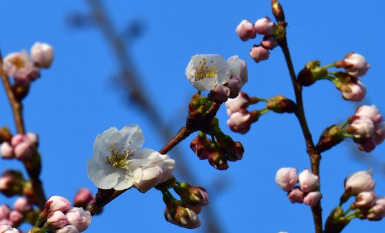 개화 시작한 벚꽃