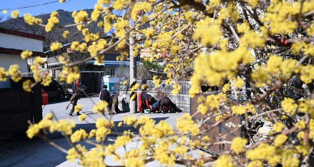 봄 소식 전하는 노란 산수유