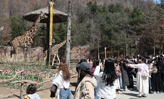 코앞에서 만나는 기린