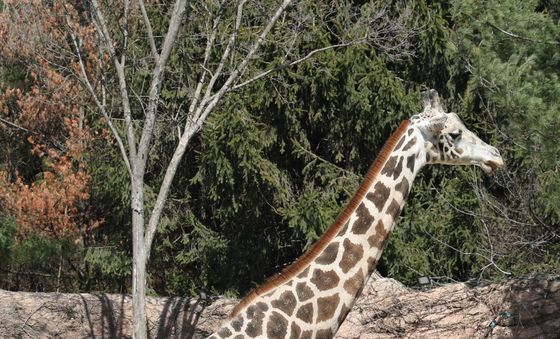 코앞에서 만나는 기린