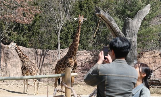 코앞에서 만나는 기린