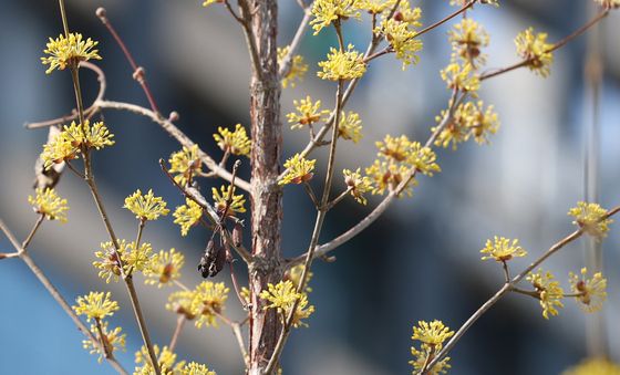 봄기운 느끼는 직박구리