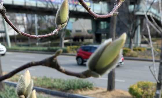 시선 사로잡는 목련 몽우리