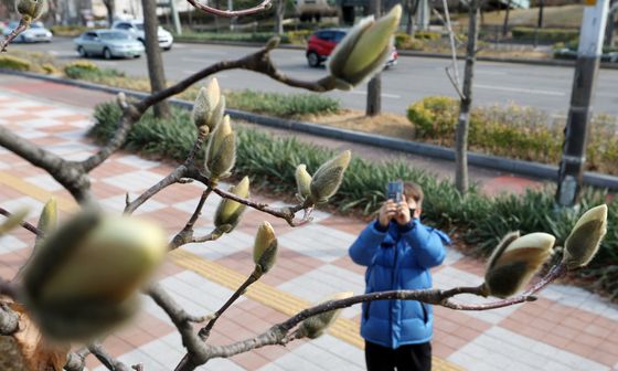 시선 사로잡는 목련 몽우리