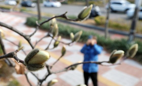 시선 사로잡는 목련 몽우리