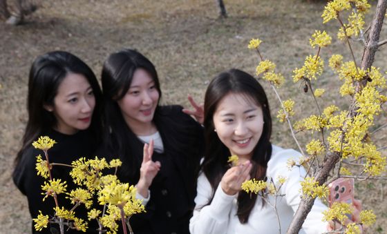 산수유꽃 아래서