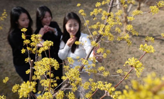 산수유꽃 아래서