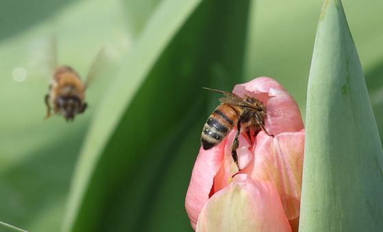 열심히 일하는 꿀벌