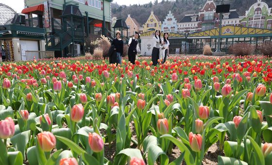 '튤립 구경하러 오세요'