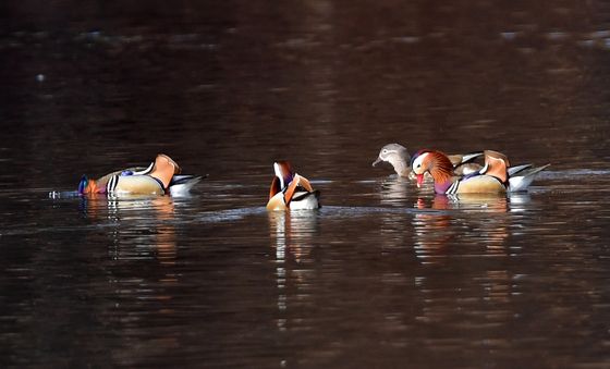 포항 찾아온 원앙