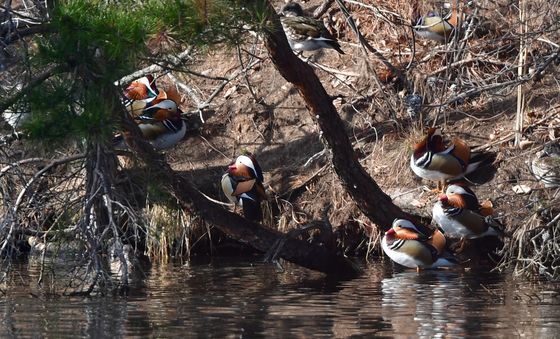 원앙들의 나른한 봄