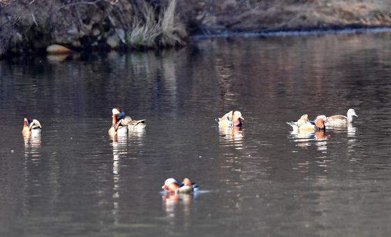 포항 찾아온 원앙 무리