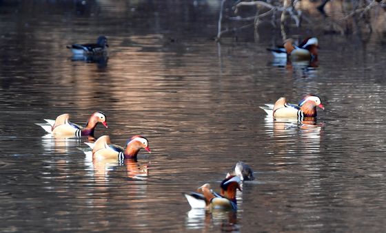 포항 찾아온 천연기념물 원앙