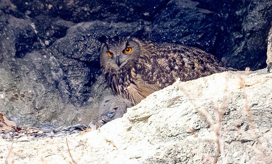 새기 돌보는 수리부엉이