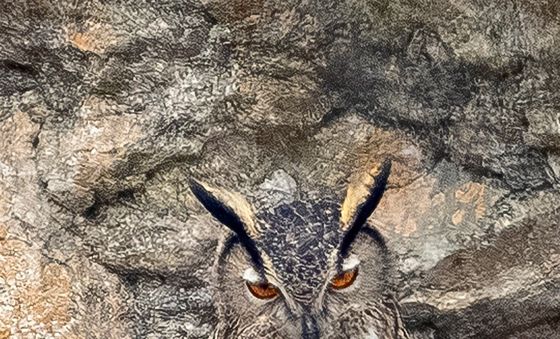 노려보는 수리부엉이