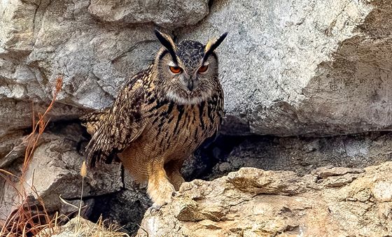 천연기념물 수리부엉이의 외출