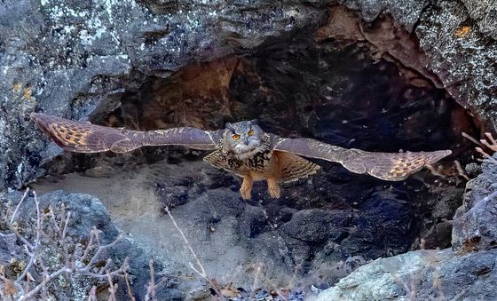 날개 펼친 수리부엉이