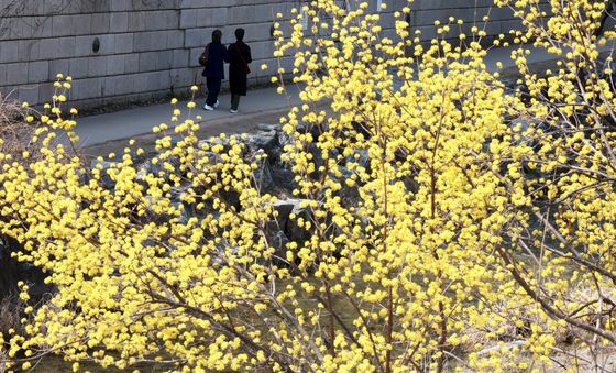 포근한 날씨에 활짝 핀 산수유