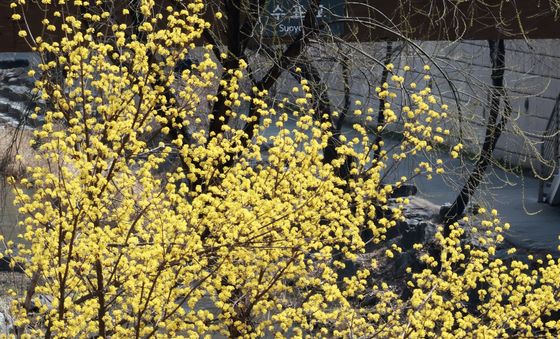 산수유 보며 산책 즐기는 관광객들