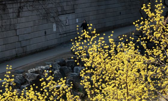 봄 알리는 산수유 '활짝'
