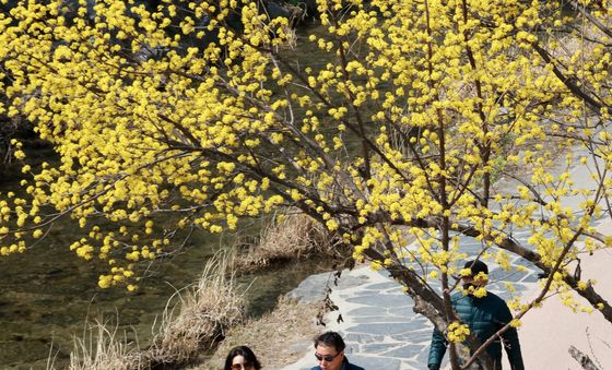 산수유 활짝 핀 청계천