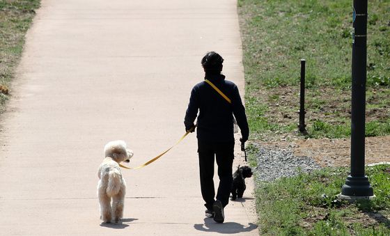 댕댕이와 함께 산책