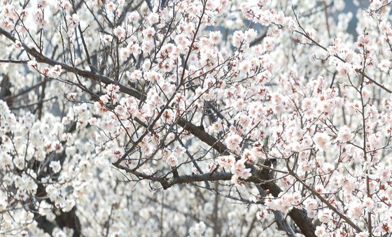 '매화 향기롭네'