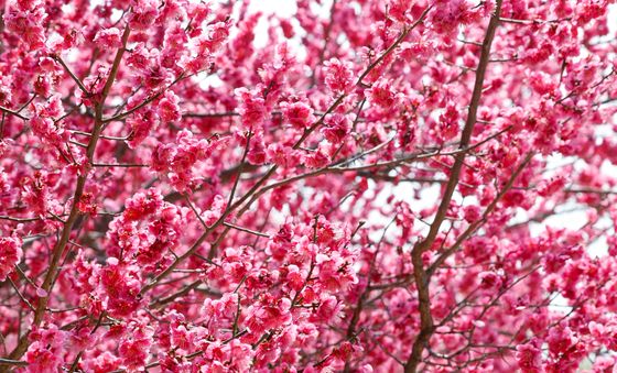 홍매화 꽃비가 내린다