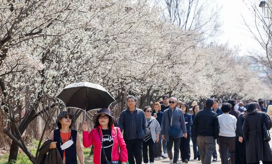 점심시간 매화 구경, 하동매실거리 '북적'