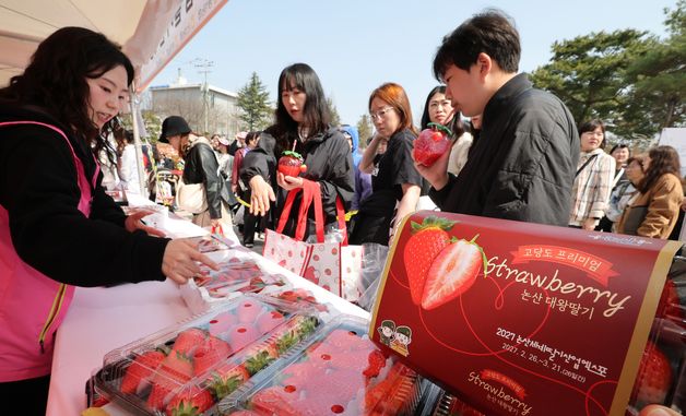 향긋한 논산 딸기