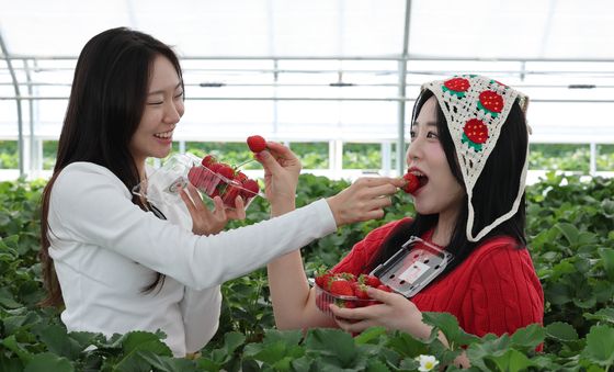 '논산 딸기 맛있어요'