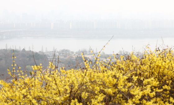 개나리와 미세먼지