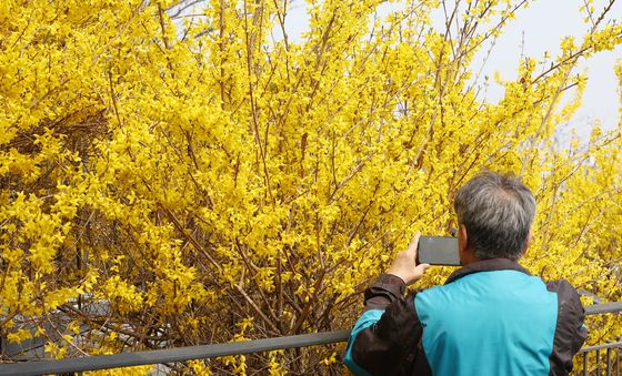 발걸음 사로 잡는 개나리