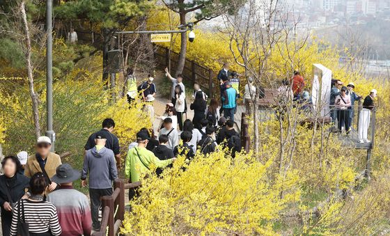 응봉산 개나리 축제 즐기는 시민들