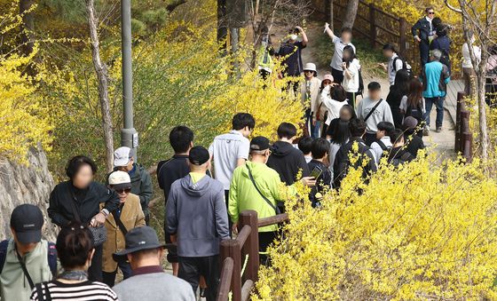 응봉산 개나리 축제 즐기는 시민들