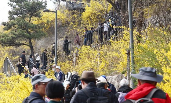 응봉산 개나리 축제 즐기는 시민들