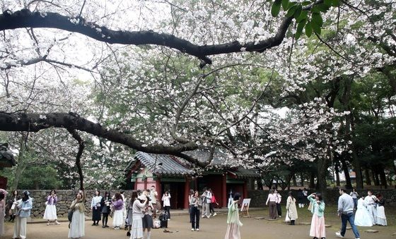 "제주에 봄이 왔어요"