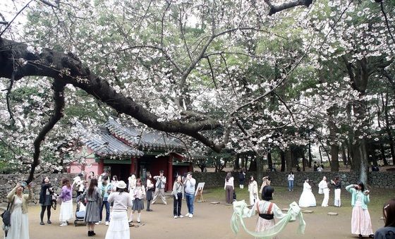 "제주에 봄이 왔어요"