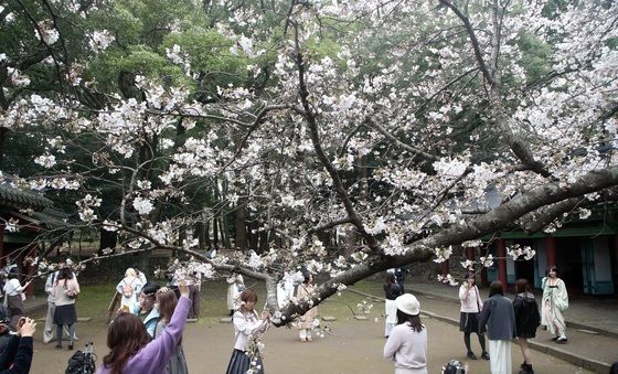 벚꽃 구경하는 제주 관광객