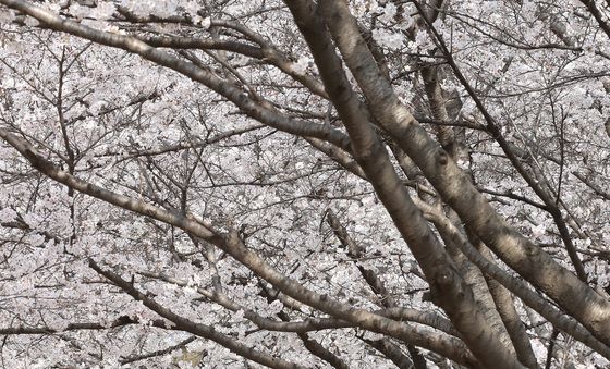 휴일 금호강 벚꽃길 산책
