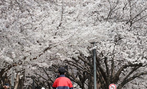 휴일 금호강 벚꽃길 산책