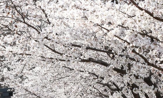 꽃대궐 차린 대구 금호강 벚꽃길