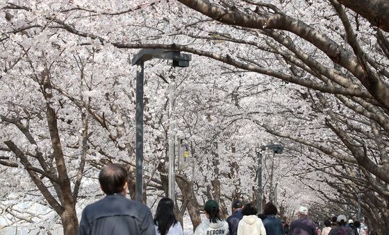 꽃대궐 차린 대구 금호강 벚꽃길