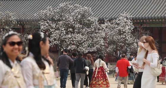 화사한 봄꽃 품은 경복궁