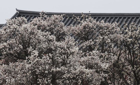 경복궁에 찾아온 봄